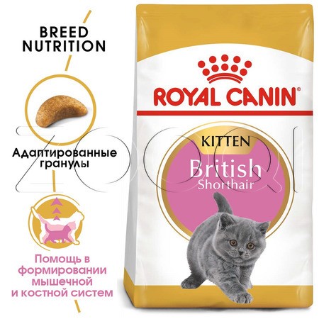 Royal Canin British Shorthair Kitten
