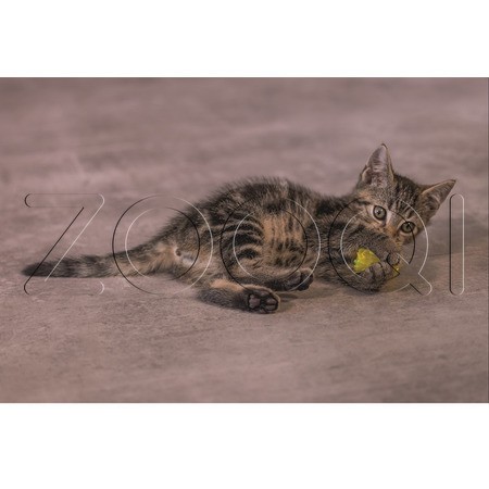 Beeztees Игрушка Шуршащие шарики «Evy» для котят, 4 шт