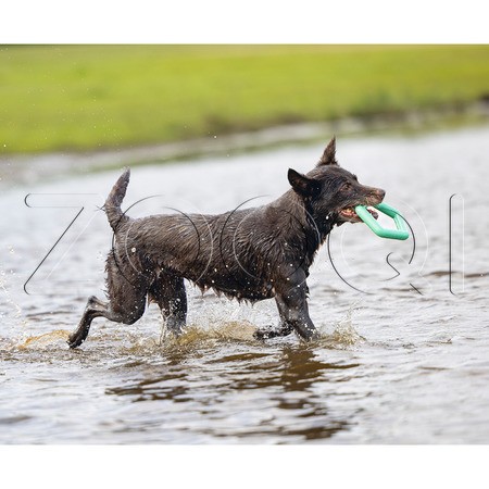 Beeztees Игрушка «Плавающее резиновое кольцо», 15 см