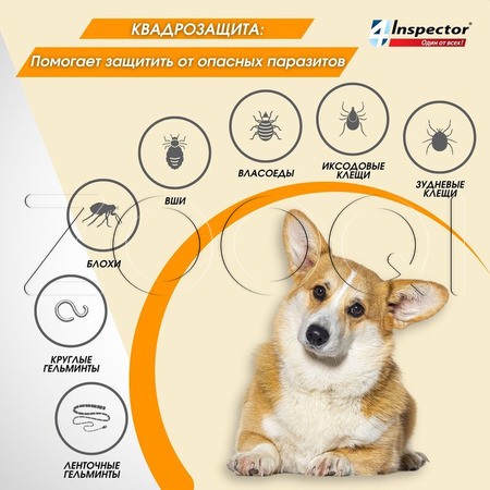 Инспектор Квадро С Капли для собак, 1 пипетка