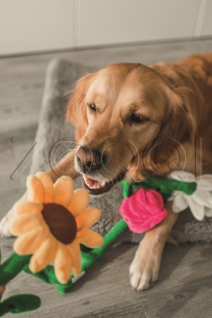 Beeztees Игрушка для собак «Цветок Дэйзи»