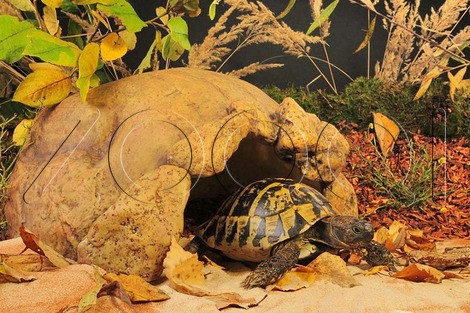 Hagen Exo Terra Убежище-декор для черепах