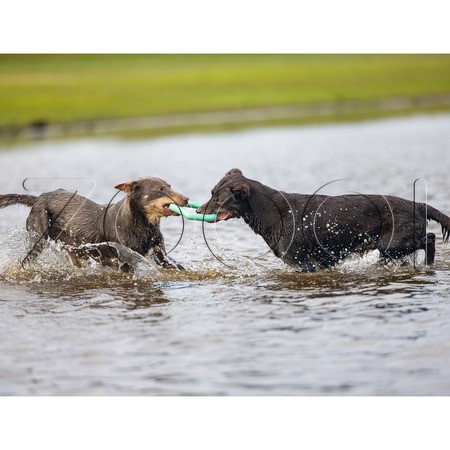 Beeztees Игрушка «Плавающее резиновое кольцо», 15 см