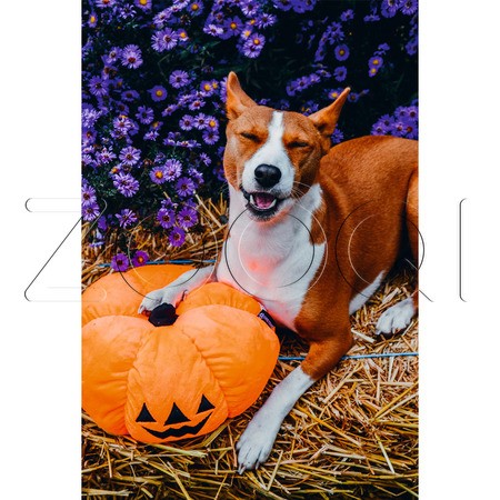 Beeztees Игрушка «Тыква для Хэллоуина» для собак, 24 см