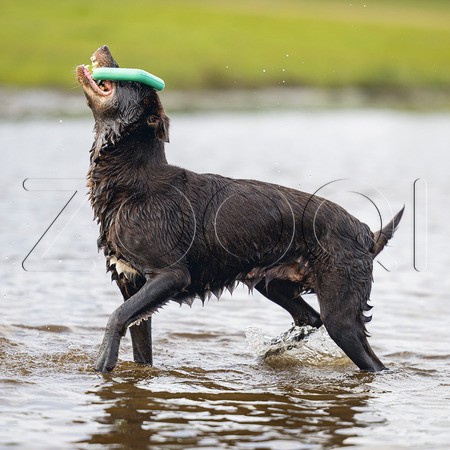 Beeztees Игрушка «Плавающее резиновое кольцо», 15 см